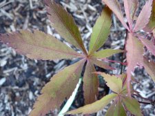 Wakehurst pink 139.JPG