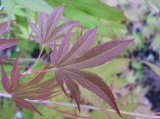 Westonbirt Spreading star139.JPG