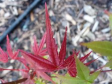 Wilsons pink dwarf 139.JPG