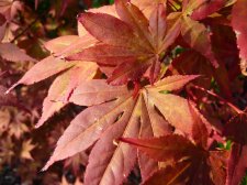 Atropurpureum 140.JPG