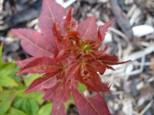 Ruby Star 141.JPG