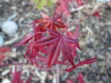 Coral Magic 145.JPG