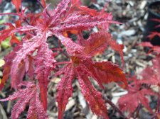 Reticulatum purple 146.JPG