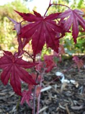Coral magic 148.JPG