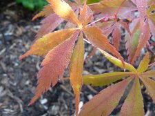 Wakehurst pink 148.JPG