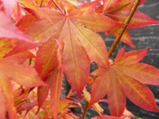 Atropurpureum 150.JPG