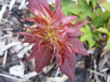 Ruby stars 150.JPG