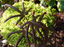 Starfish 151.JPG