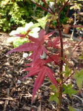Wilsons pink dwarf 151.JPG