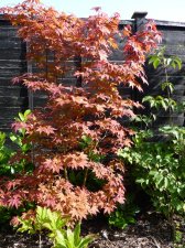 Atropurpureum 152.JPG