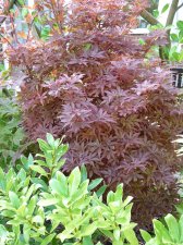 Skeeters Broom 152.JPG