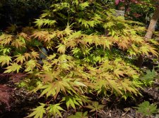 Westonbirt Spreading Star 152.JPG