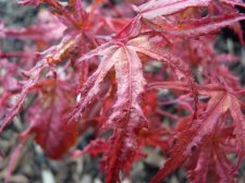 Reticulatum purple 156.JPG
