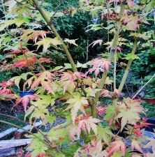 acerp-momoiro_200921a.jpg