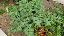 Solanum-nigrum_1601Comox_Cutler_20200918_143733.jpg