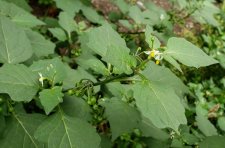 Solanum-nigrum_1601Comox_Cutler_20200918_143848.jpg