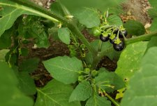Solanum-nigrum_1601Comox_Cutler_20200918_144122.jpg