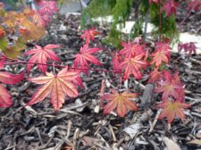 Coral magic 158.JPG