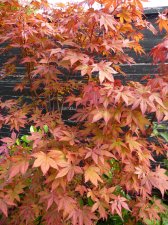 Atropurpureum 157.JPG