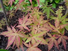 Westonbirt orange 157.JPG