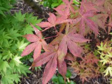Westonbirt orange 158.JPG