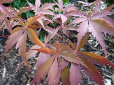 Wakehurst pink 157.JPG