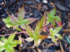 Wilsons pink dwarf 160.JPG