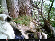 STC_0019 - dark eyed junco - 09-22-20.JPG