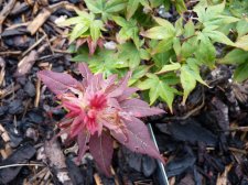 Ruby stars 161.JPG