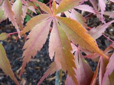 Wakehurst pink 161.JPG