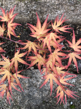 7A2A4F74-AE45-4AFF-B295-0C617D6C095A.png