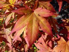 Atropurpureum 168.JPG