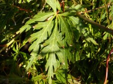 Green dissectum 169.JPG