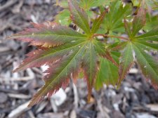 Little snowflake 171.JPG