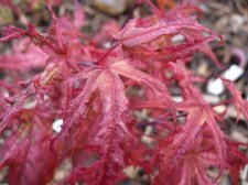 Reticulatum purple 171.JPG