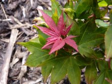 Ruby stars 171.JPG
