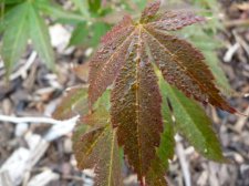 Westonbirt red 172.JPG