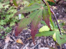 Westonbirt red 173.JPG