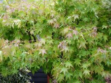 Autumn gold 176.JPG