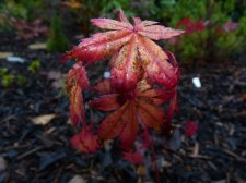 Coral magic 177.JPG