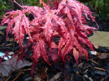 Reticulatum purple 177.JPG