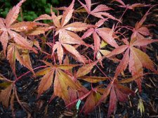 Wakehurst pink 177.JPG