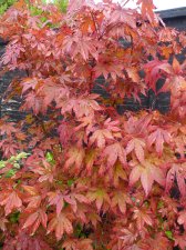 Atropurpureum 179.JPG