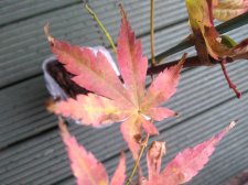 IMG_20201008_120121011.jpg
