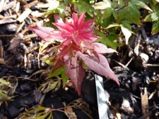 Ruby stars 181.JPG