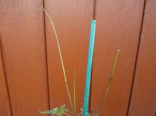 Kawahara rose 182.JPG