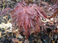 Red dragon 182.JPG