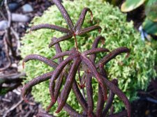 Starfish 184.JPG
