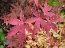 Westonbirt orange 187.JPG