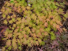 Westonbirt spreading star 187.JPG